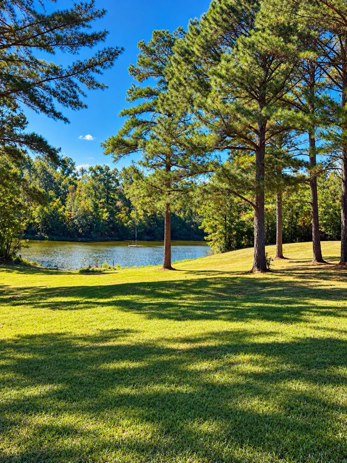 The pond seen through tall pines, with dappled shade falling across mown grass in the foreground.